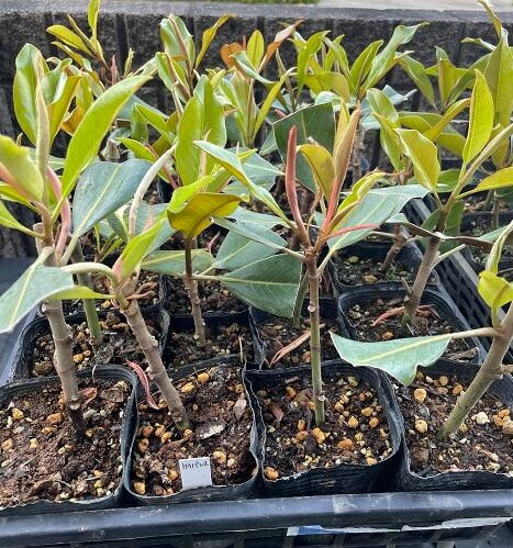楽天市場】タイサンボク ケイパレス 苗木 3.5号ポット 挿し木苗 苗木