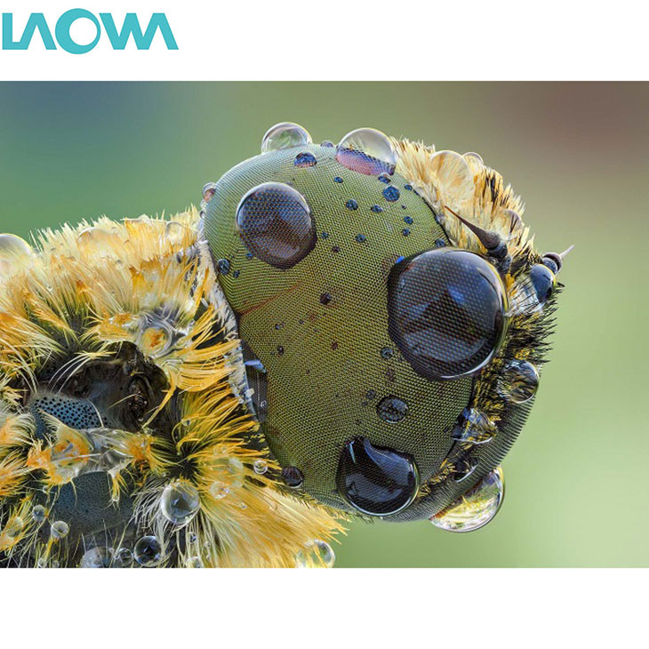 楽天市場】【送料無料】 LAOWA 25mm F2.8 2.5-5X ULTRA MACRO ニコン Z