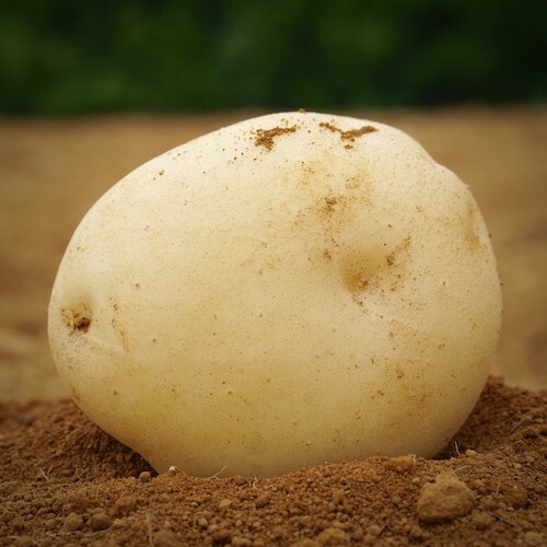 楽天市場】2025年分 6月2日 20:00時ご注文受付! 三方原馬鈴薯【5kg