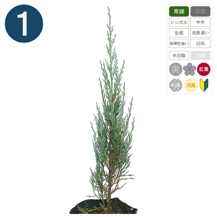 楽天市場】1本 / ムーングロー 15cmポット 樹高30cm〜 コニファー