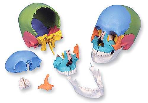 楽天市場】3B社 頭蓋骨模型 頭蓋骨22分解キットマルチカラー仕様 (a291