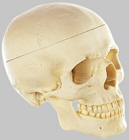 楽天市場】頭蓋骨模型 ソムソの通販