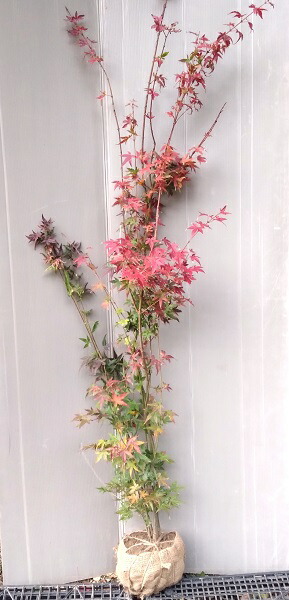 楽天市場】【イロハモミジ】樹高1.5m前後 株立ち状根巻き苗