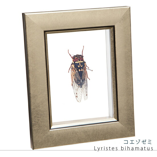 楽天市場】昆虫標本 コエゾゼミ メタリック調ライトフレーム 15×12cm