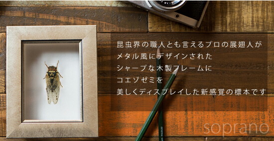 楽天市場】昆虫標本 コエゾゼミ メタリック調ライトフレーム 15×12cm