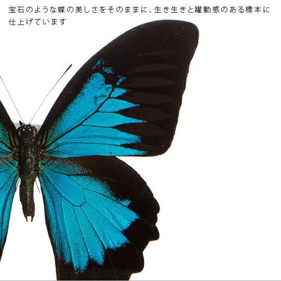 楽天市場】昆虫標本 蝶の標本 オオルリアゲハ アクリルフレーム 20cm角