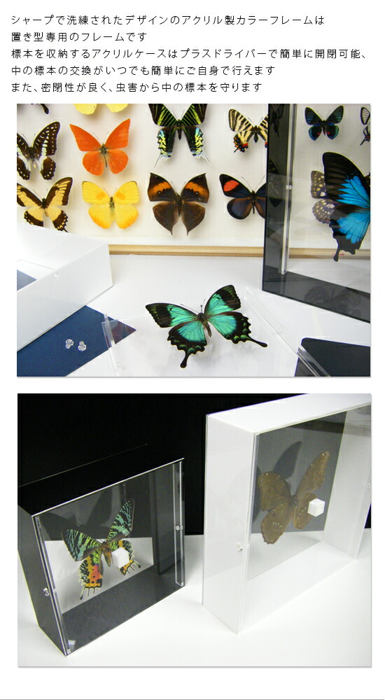 楽天市場】昆虫標本 蝶の標本 レテノールモルフォ アクリルフレーム