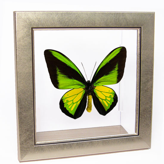 楽天市場】昆虫標本 蝶の標本 ゴライアストリバネアゲハ メタリック調
