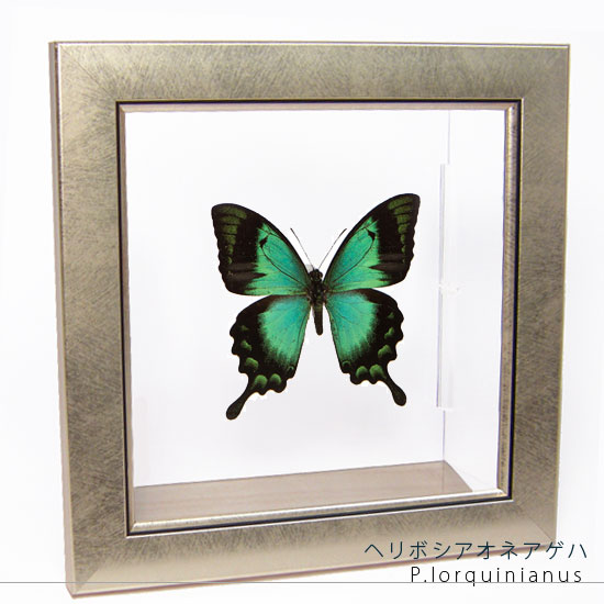 楽天市場】昆虫標本 蝶の標本 ヘリボシアオネアゲハ メタリック調