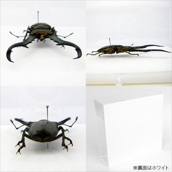 楽天市場】昆虫標本 メタリフェールホソアカクワガタ アクリルフレーム