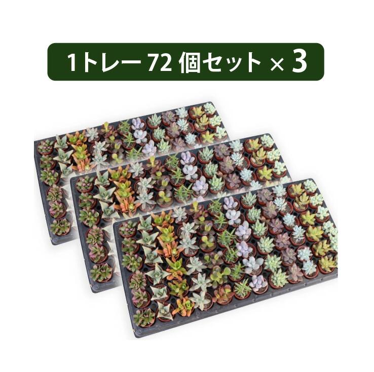 楽天市場】多肉植物 1寸 (1号 3cmポット) ケース売り 72個～216個