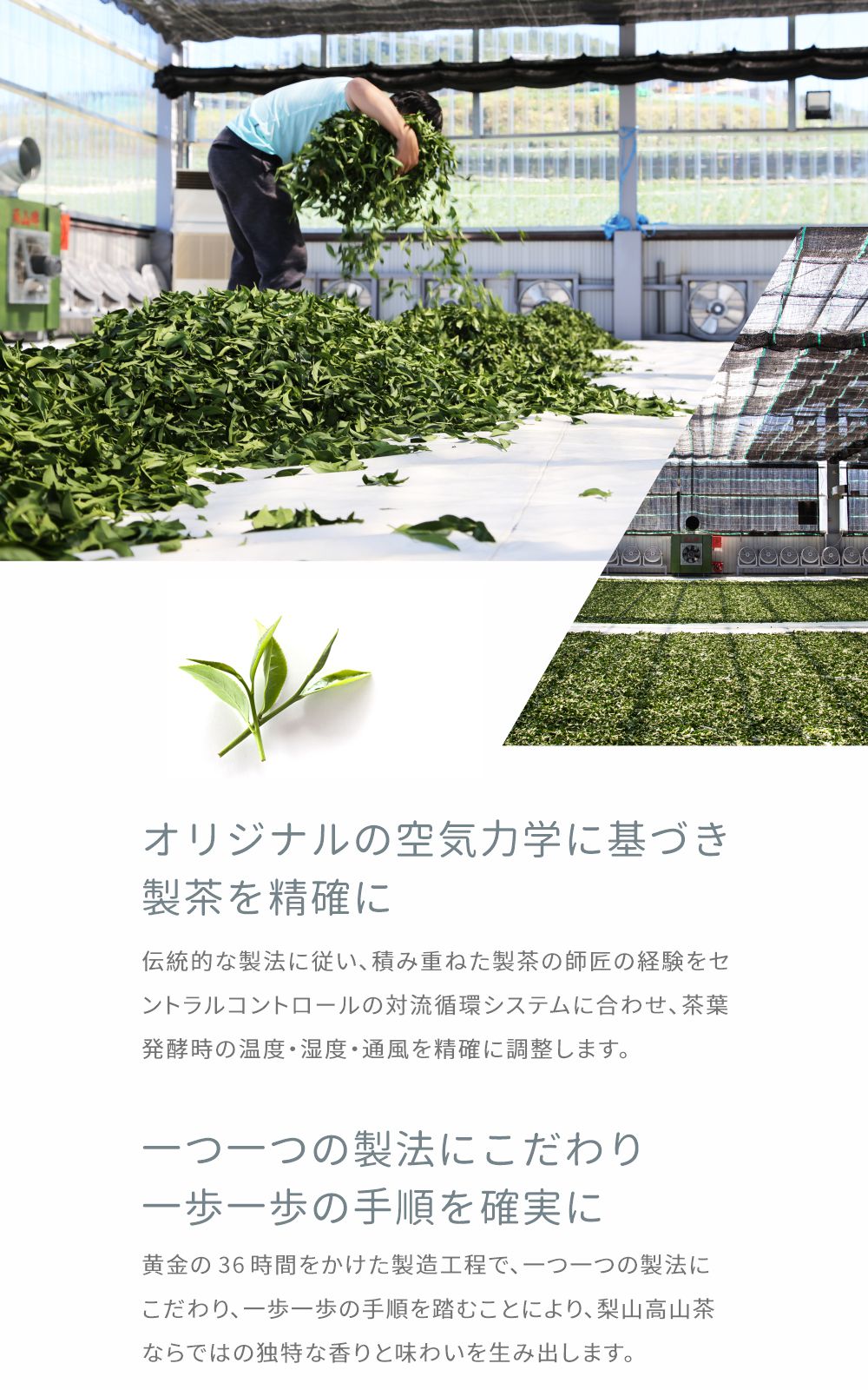 楽天市場】高覺茶 佳陽頂峰(特) 茶葉 37.5g×2袋 冬茶 高山茶 高山