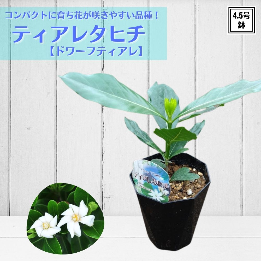 楽天市場】タヒチの国花 《ドワーフティアレタヒチ 4.5号苗 植え替え