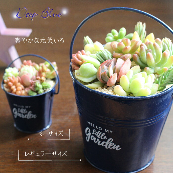 楽天市場】多肉植物 寄せ植え 多肉 11種 ブリキ バケツ ネイビー 4号鉢