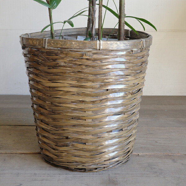 楽天市場】棕櫚竹 シュロチク 8号 鉢カバー付き 送料無料 寒さに強い