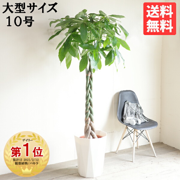 楽天市場】観葉植物 大型 パキラ 10号 法人様送料無料 開運の木 ねじり