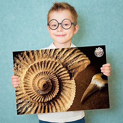 楽天市場】XXTOYS 化石発掘キット 化石標本 化石 発掘 キット 天然化石