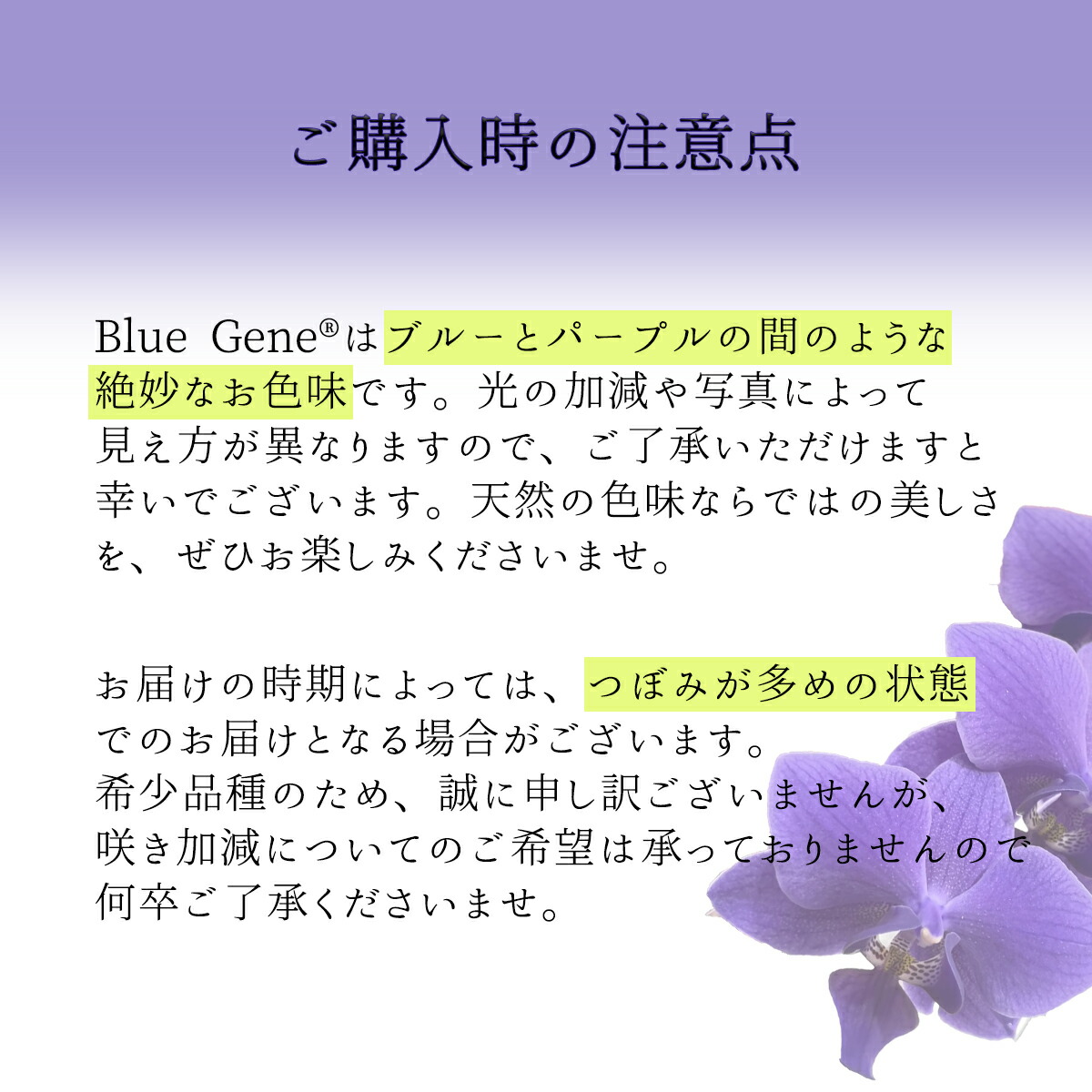 楽天市場】【 世界初！天然の青色 胡蝶蘭 】ブルージーン Blue Gene 1