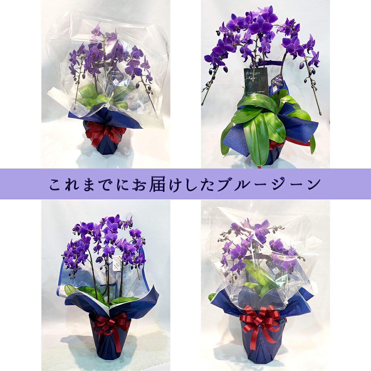 楽天市場】【 世界初！天然の青色 胡蝶蘭 】ブルージーン Blue Gene 1