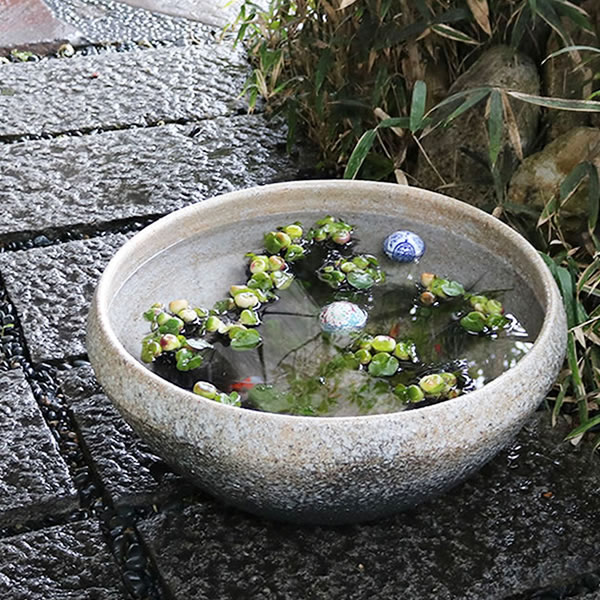 楽天市場】スイレン鉢 大型 陶器水鉢 信楽焼 水鉢 鉢 金魚鉢 めだか鉢