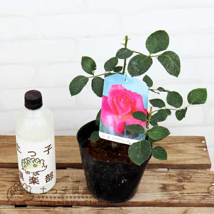 同梱で2鉢目〜¥1000お値引き】品種不明／バラ芽接ぎ苗／中苗／5号