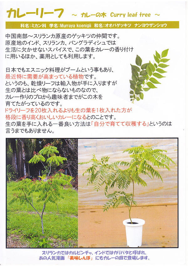 楽天市場】カレーの木 『 カレーリーフ 』 9cmポット苗 （ ナンヨウ