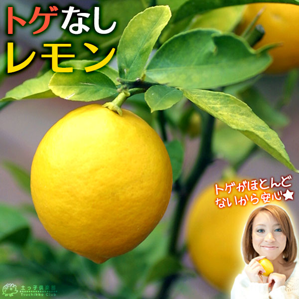 楽天市場】トゲなし レモン 6号鉢植え 接ぎ木苗 柑橘 品種 自家結実 1