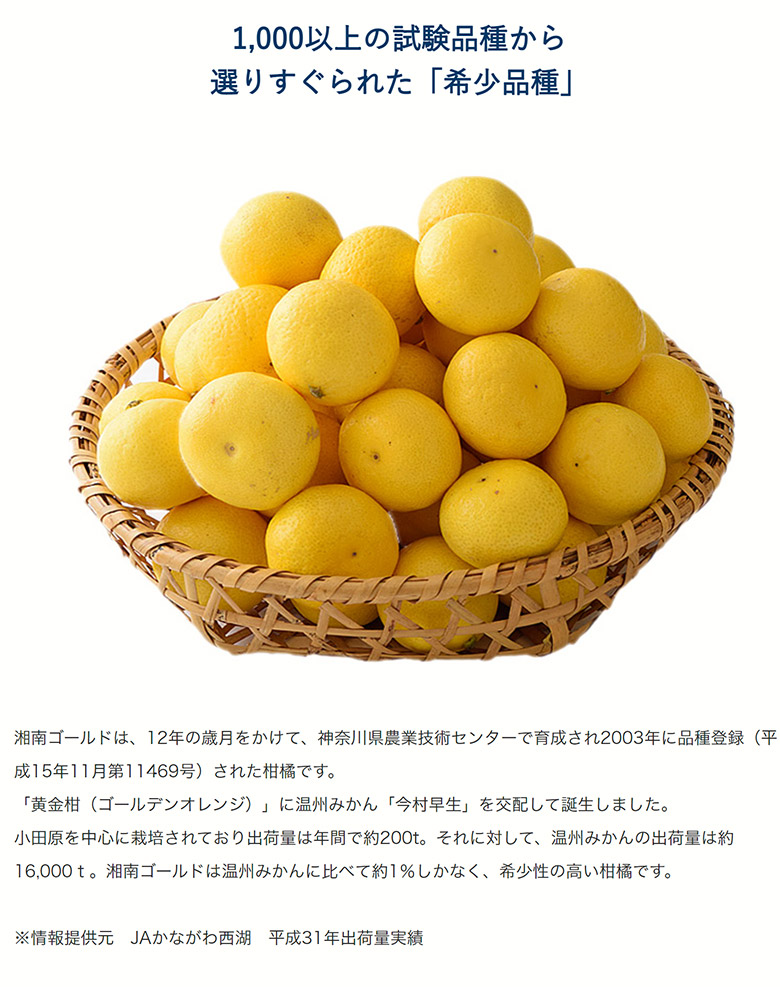 楽天市場】湘南ゴールド 神奈川県産 柑橘 優～秀品 約2.4kg 簡易梱包