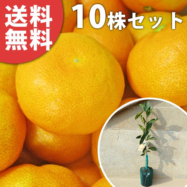 楽天市場】田口 早生 みかんの通販