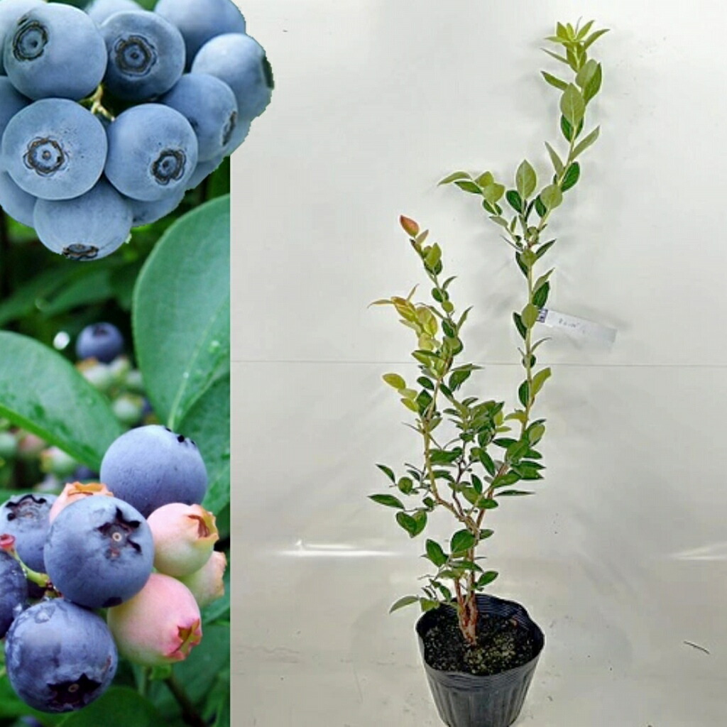 苗 ブルーベリー セット」の人気商品一覧 | 安い商品を通販サイトから