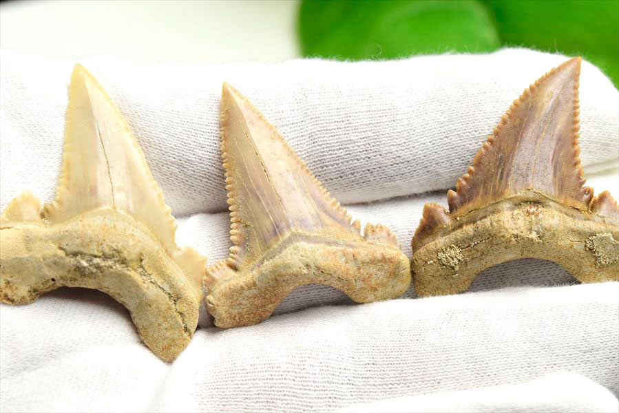 楽天市場】ホホジロザメ 歯 化石 原石 モロッコ産種類お任せ【約8g~約