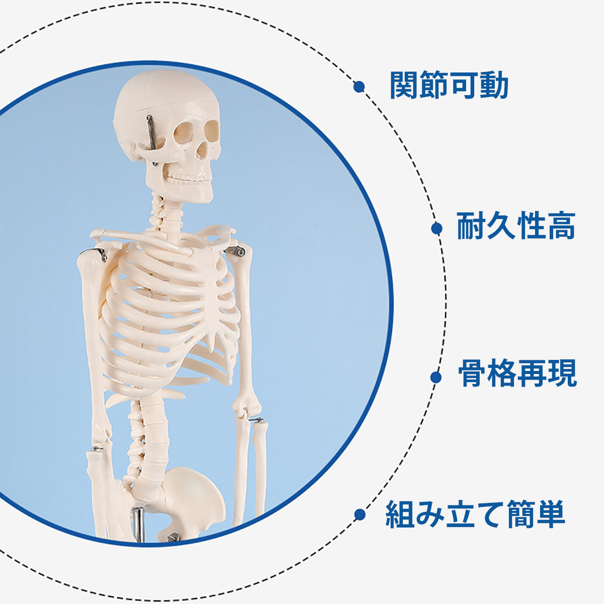 楽天市場】[高さ85cm] VeroMan 人体骨格模型 等身大サイズ 骨格標本