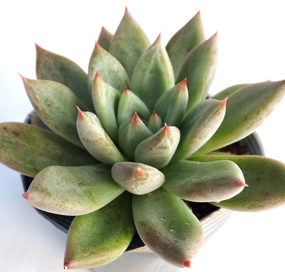 楽天市場】白鳥（ハクチョウ） ハオルチア属 多肉植物 9cmポット観葉