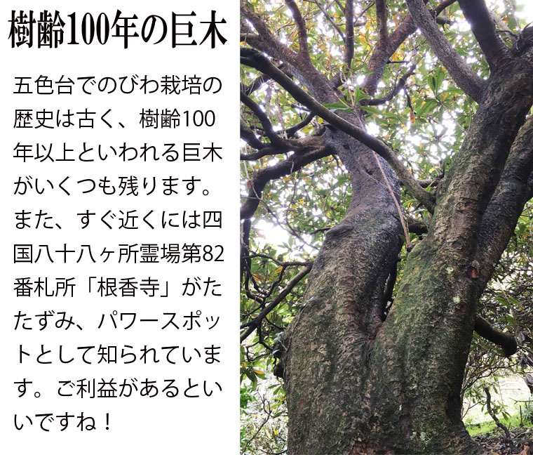 楽天市場】＼自然療法・びわの葉療法に／早期発送 香川産 びわの葉【お