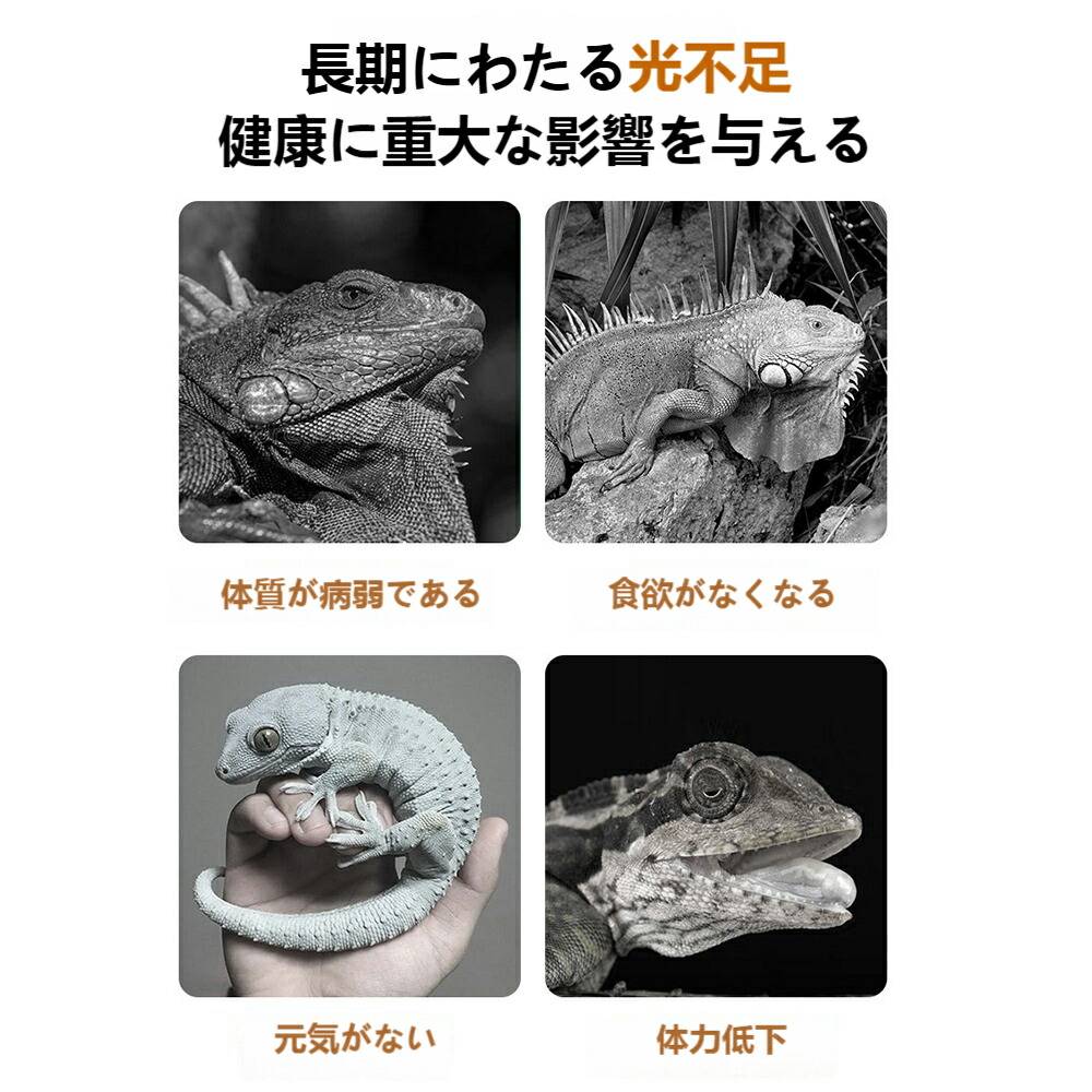 楽天市場】爬虫類 ライト 紫外線 爬虫類 バスキングライト 亀 ライト