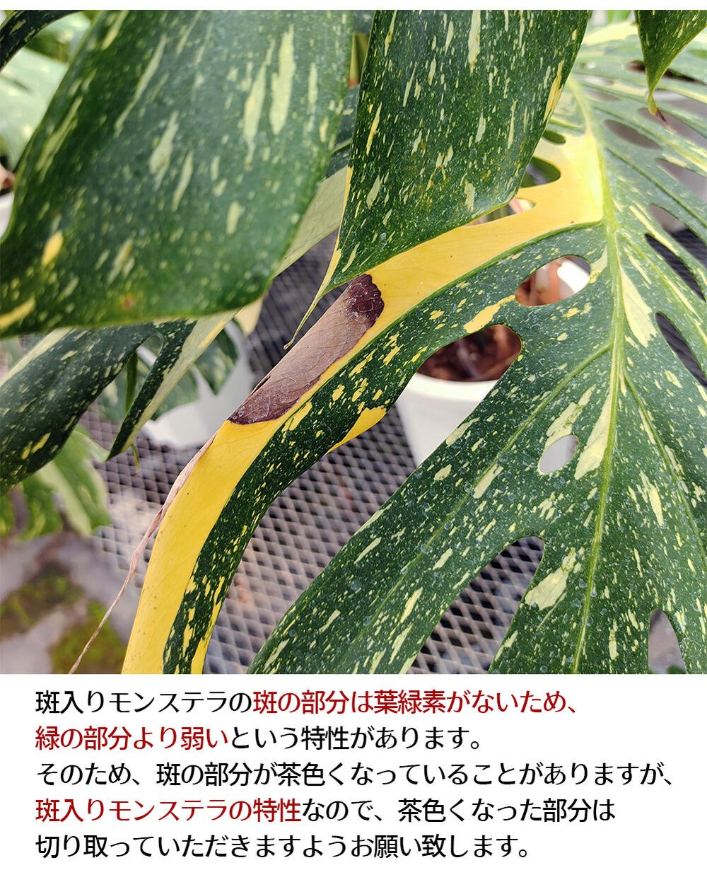 楽天市場】超レア 大型 植物 観葉植物 プレゼント ギフト 珍しい