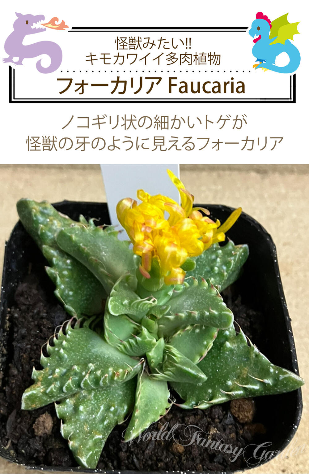 楽天市場】多肉植物 苗 フォーカリア 1鉢 3〜3.5号【お通年販売 お