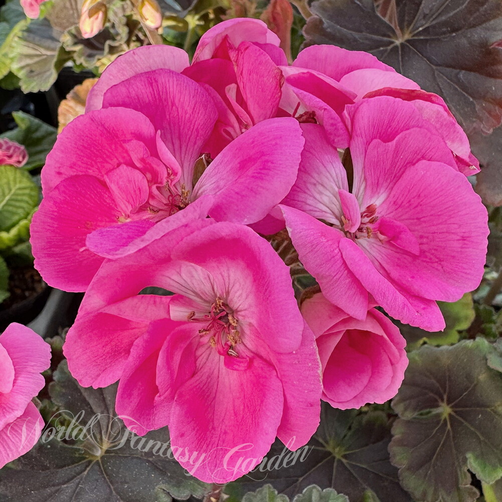 ゼラニウム 苗」の人気商品一覧 | 安い商品を通販サイトから探す