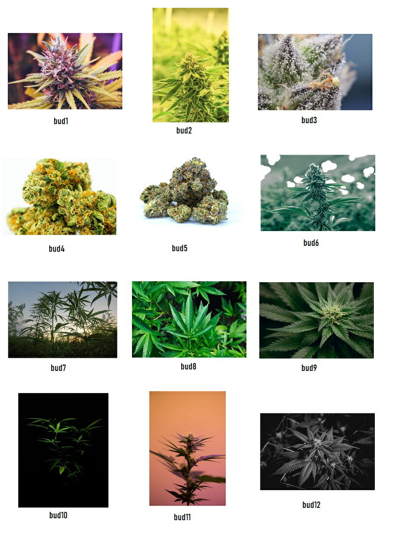 楽天市場】大麻 タペストリー マリファナ バッズ 420 カンナビス 麻