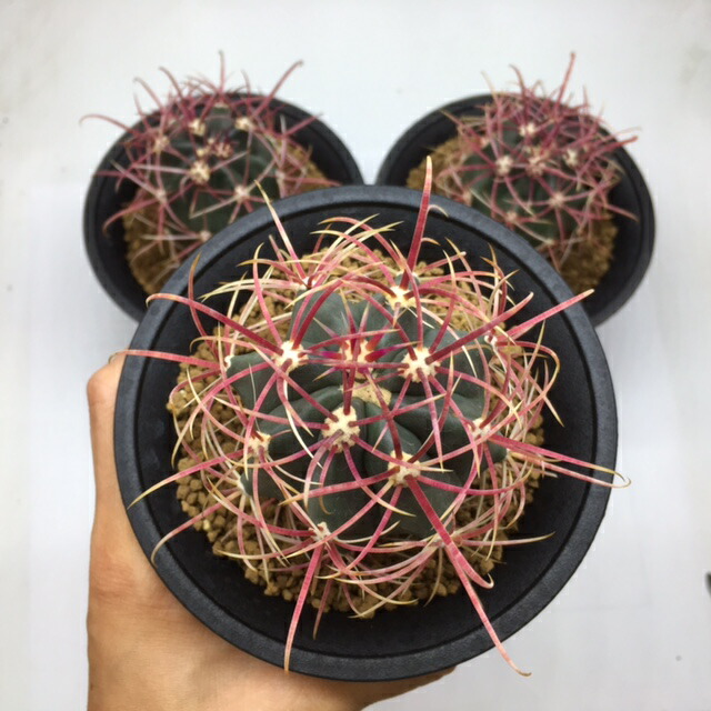 楽天市場】サボテン：フェロカクタス 柿崎氏 刈穂玉*幅4.5cm : 遊恵