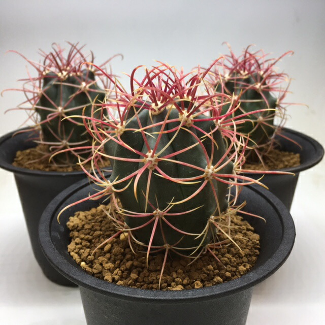 楽天市場】サボテン：フェロカクタス 柿崎氏 刈穂玉*幅4.5cm : 遊恵