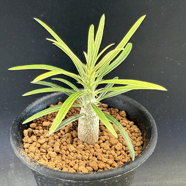 楽天市場】☆特価☆コーデックス：パキポディウム グラキリス 実生*M