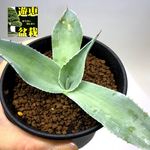 楽天市場】多肉植物：アガベ オバティフォリア 'フロスティブルー'*幅