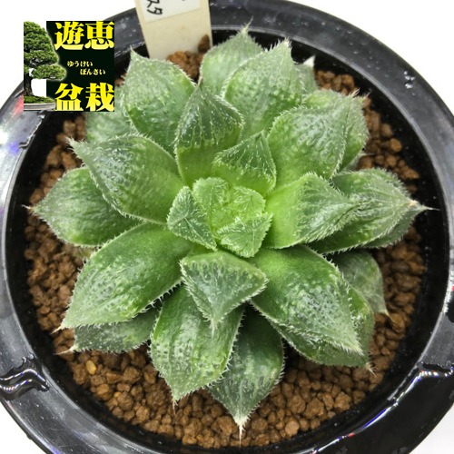 楽天市場】多肉植物：ハオルチア マジョール×ベヌスタ*幅9cm : 遊恵