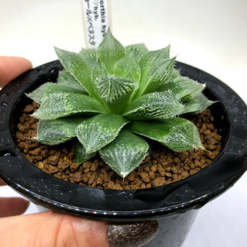 楽天市場】多肉植物：ハオルチア マジョール×ベヌスタ*幅9cm : 遊恵