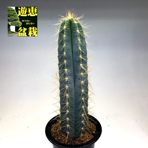 楽天市場】サボテン：ピロソケレウス アズレウス*幅6cm : 遊恵盆栽