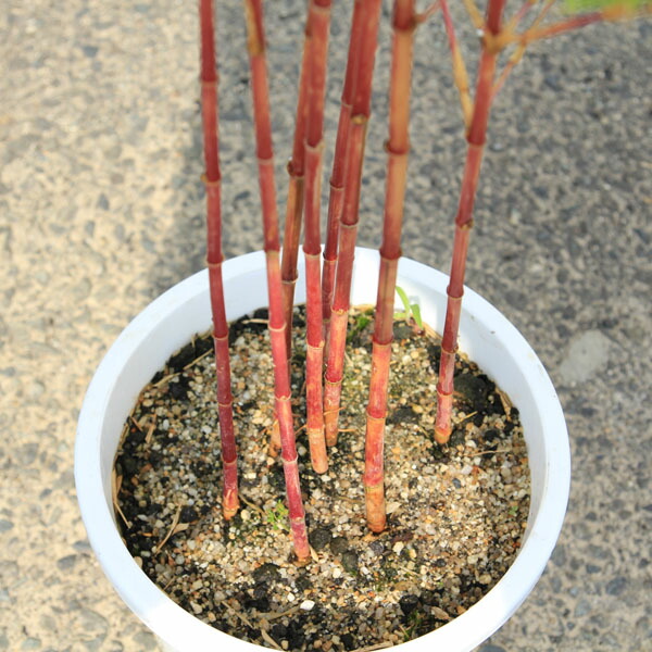 楽天市場】送料無料 庭木：朱竹（紅寒竹）*白ポット 60cm しゅちく