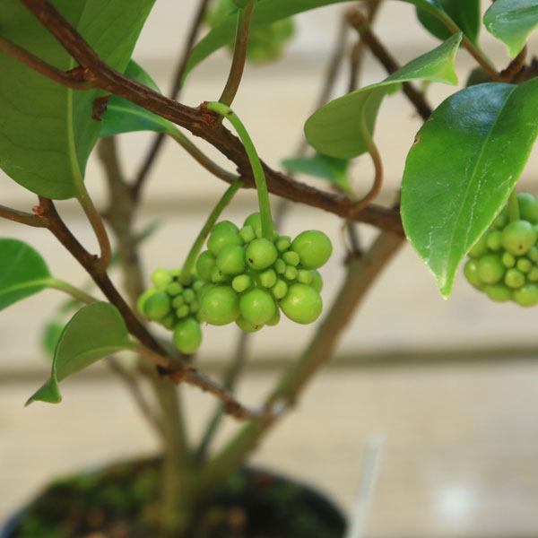 楽天市場】苗：美男カズラ* びなんかずら : 遊恵盆栽 楽天市場店