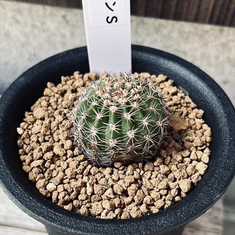 楽天市場】花サボテン*S 幅3cm : 遊恵盆栽 楽天市場店