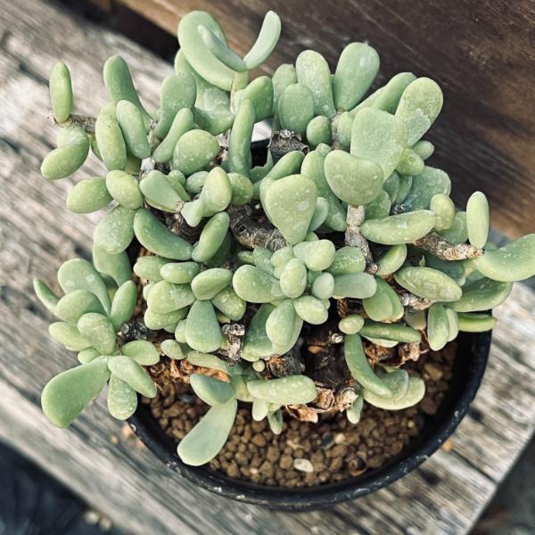 楽天市場】コーデックス：ケラリア ピグマエア 大株*葉幅10cm 現品